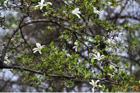 Cieszyn wiosną 2014  - magnolie.