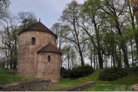 Cieszyn wiosną 2014  - magnolie.