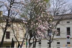 Cieszyn wiosną 2014  - magnolie.