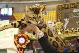 Międzynarodowa wystawa kotów rasowych