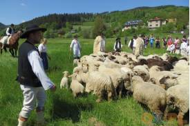 Mieszanie owiec w Koszarzyskach