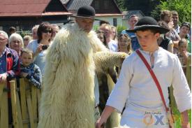 Mieszanie owiec w Koszarzyskach