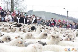Mieszanie owiec w Koniakowie 