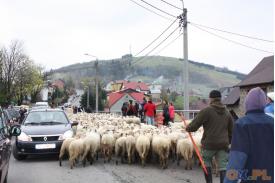 Mieszanie owiec w Koniakowie 