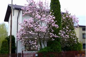 Cieszyńskie magnolie