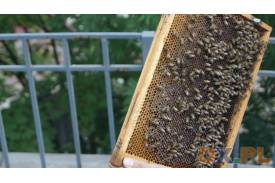 Spotkanie z pszczołami