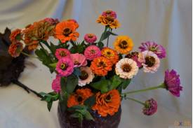 Cieszyn: wystawa kwiatów