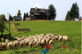 Stecówka - owce zeszły z hal