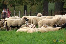 Stecówka - owce zeszły z hal