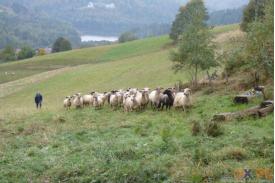 Wisła Cieńków: Rozsód owiec