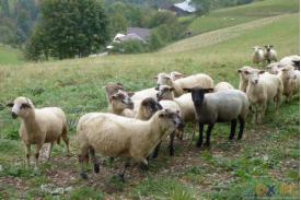 Wisła Cieńków: Rozsód owiec