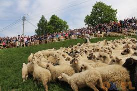 Miyszani Owiec w Koniakowie