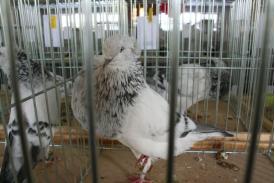 Wystawa gołębi rasowych i drobiu ozdobnego