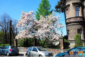 Cieszyn: Znów zakwitły magnolie