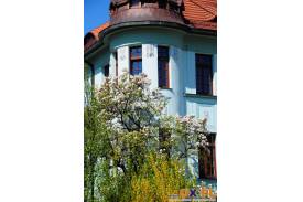Cieszyn: Znów zakwitły magnolie