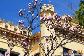 Cieszyn: Znów zakwitły magnolie