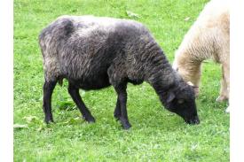 Miyszani owiec w Istebnej