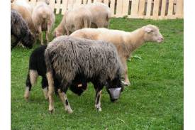 Miyszani owiec w Istebnej