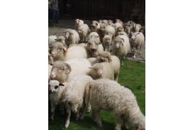 Mieszani owiec Stecówka 2008