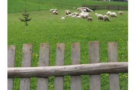 Mieszani owiec Stecówka 2008