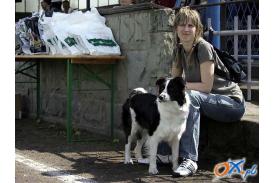 Psy brytyjskie i pasterskie w Chybiu
