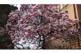 Spacer szlakiem magnolii w Cieszynie