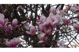 Spacer szlakiem magnolii w Cieszynie