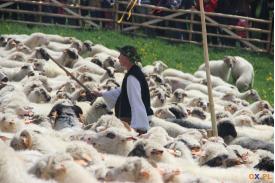 Miyszali owce w Koniakowie (zdjęcia)