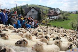 Miyszali owce w Koniakowie (zdjęcia)