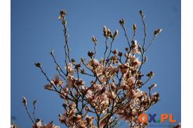 Najpiękniejsze magnolie kwitną w Cieszynie 