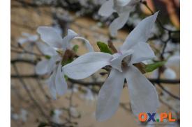 Najpiękniejsze magnolie kwitną w Cieszynie 