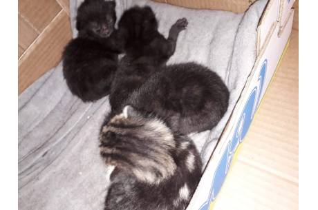 uratowana kocia rodzinka/ fot. stowarzyszenie Przyjaciół Zwierząt "AS"