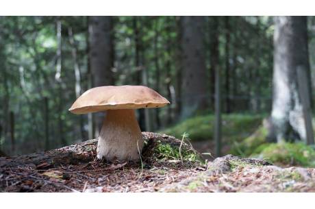 źródło: pixabay.com